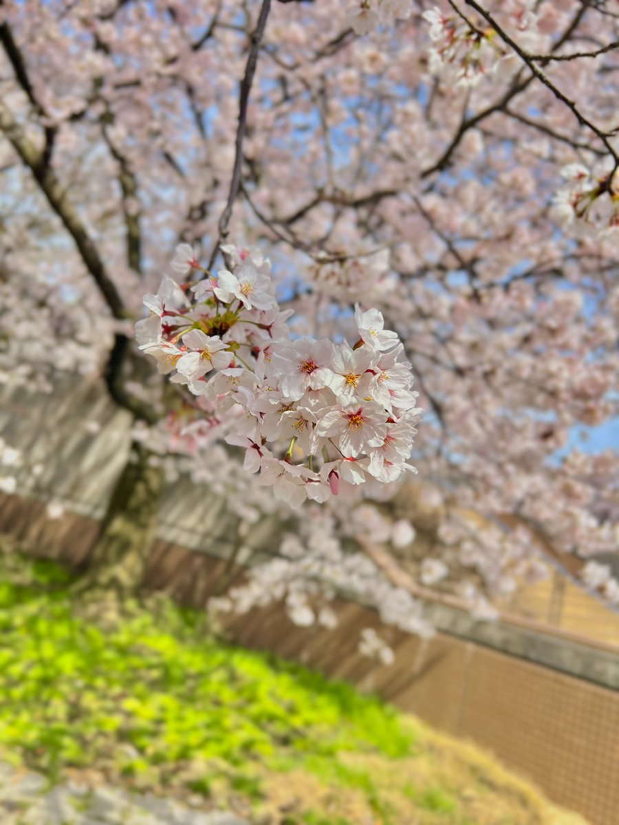 神 ∬ じ ゃ す み ん 茶 tweet media