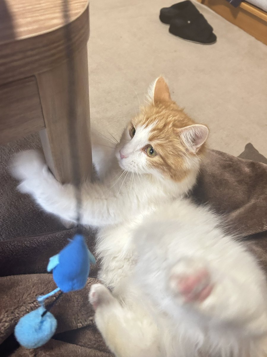 𑁍Fumi乄Bataco𑁍 tweet media