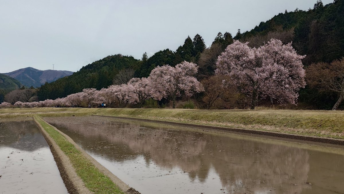 ちょびママ tweet media