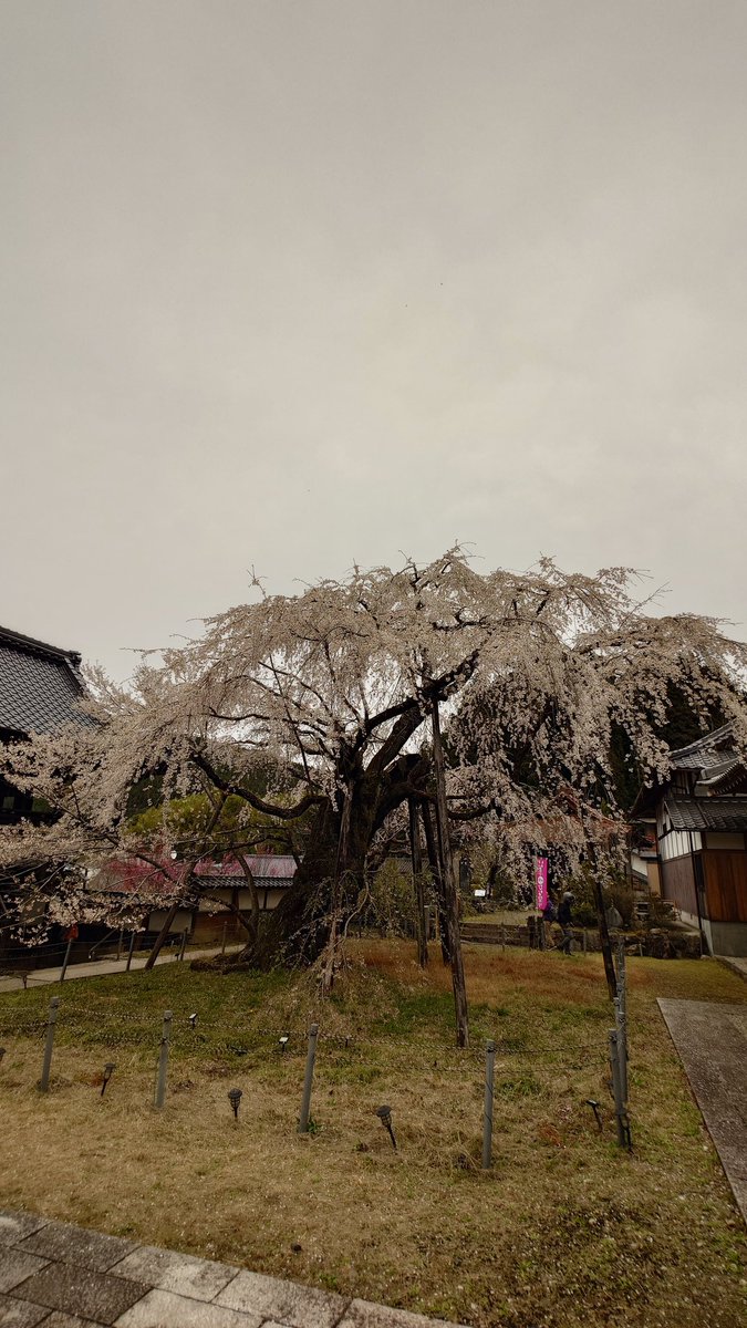 ちょびママ tweet media