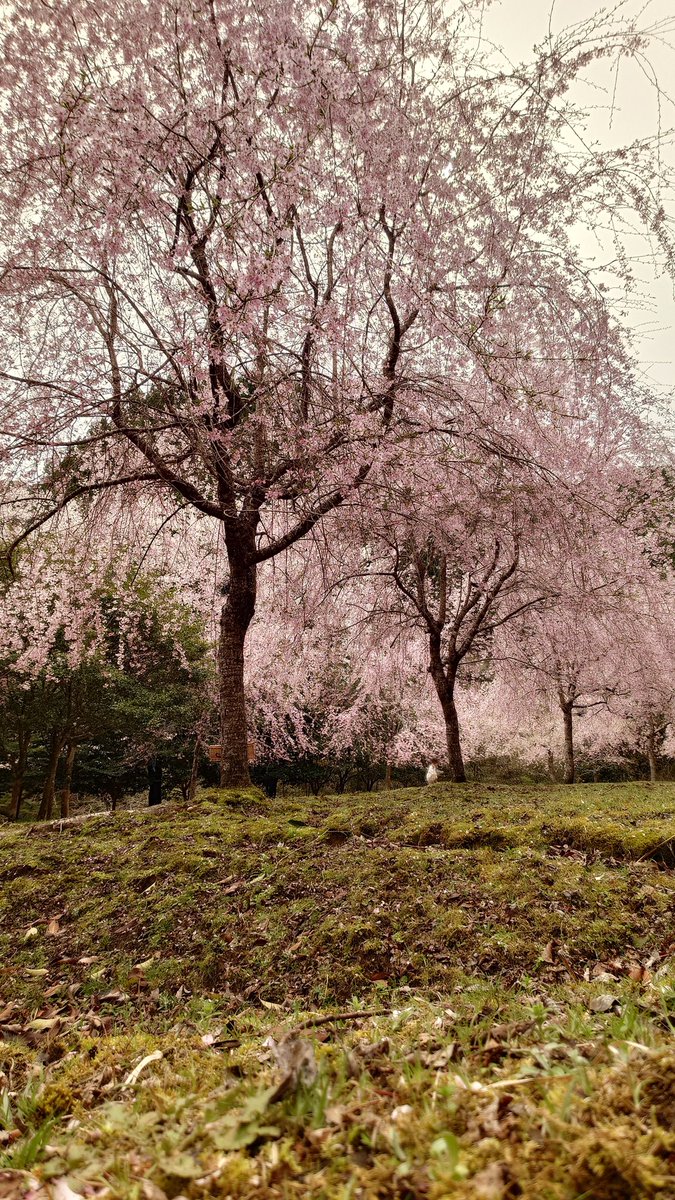 ちょびママ tweet media