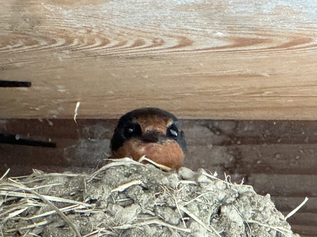 大人しいオッサン(kendev) tweet media