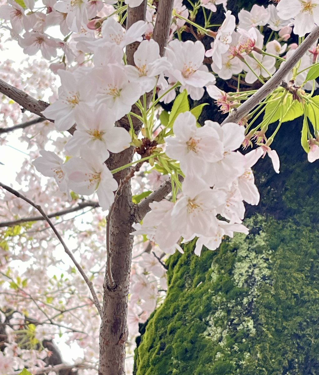 ミフィ@アイコンは本人 tweet media