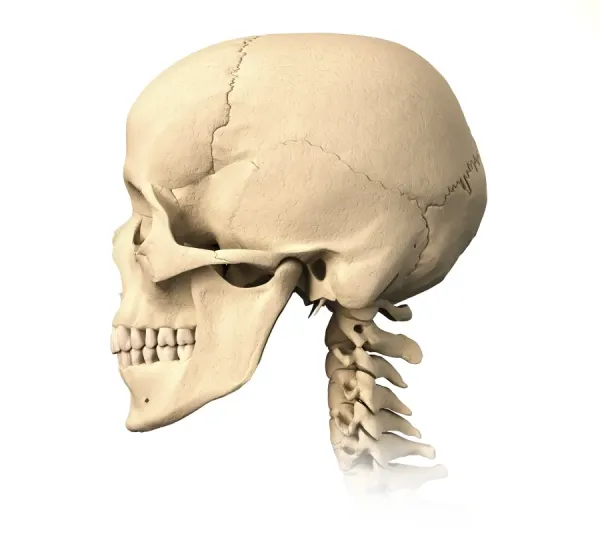 Axolartl's tweet photo. The main bones in the skulls head are the frontal bone(forehead), Partietal bone(top middle of skull), the Occipital bone, zygomatic bone and the Temporal bone.

the face is comprised of the frontal bone, Maxilla bone, and Mandibles. https://t.co/Gg3wB6KcQI