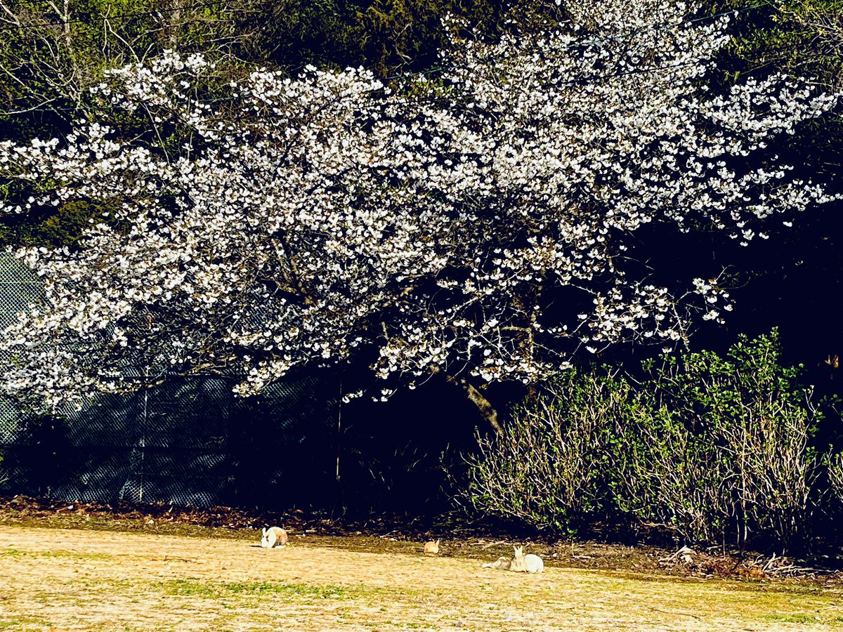 𝕂 🍓❄♡٩(*ˊᗜˋ)۶٩(ˊᗜˋ*)۶♡ tweet media