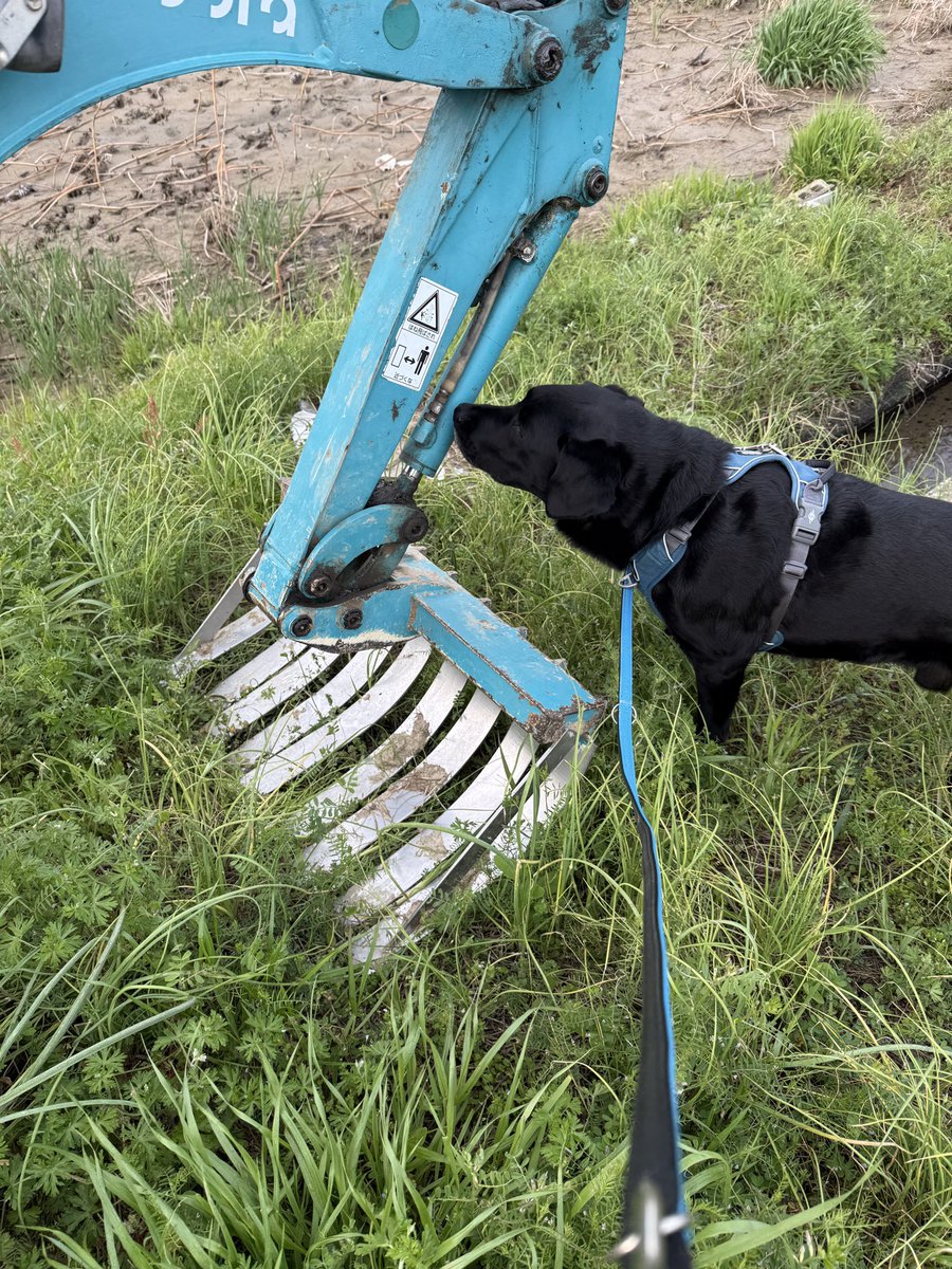 ユンボとちょっとだけ仲良くなったよ！
#黒ラブ