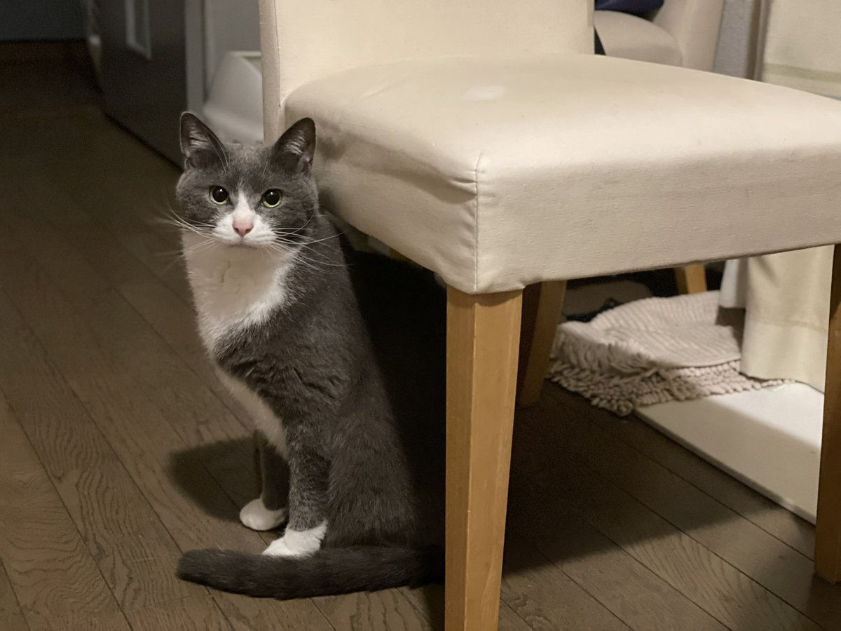 今日あの2人は熱海へ遊びに行った
ほぼ温泉サウナ水風呂外気浴をしているであろう
夜は美味いツマミとお酒を飲んで
そんでもって猫ちゃんのいるBARに行くだろう
2人揃って浮気しに行くらしい
ワシというこんな可愛い猫がいるのに