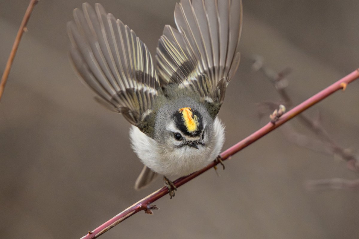 jenparbs's tweet photo. To me, these little guys are yellow mohawk kings. BUT it’s really a golden-crowned kinglet. Yep, still doing the bird thing. https://t.co/ehUODusUa5
