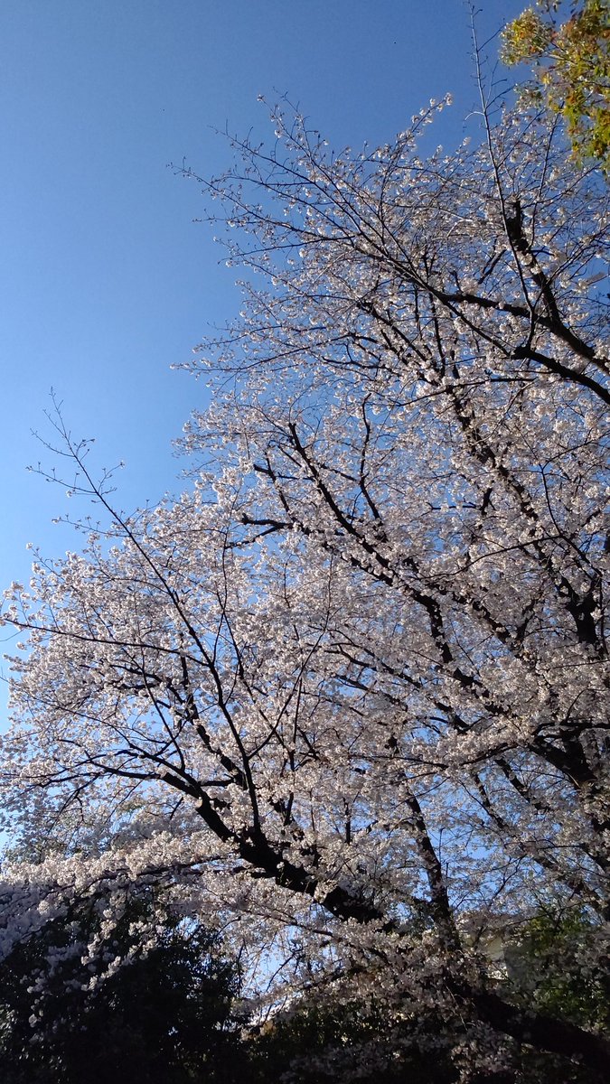 新年度が始まりましたね✨

今週も皆さまどうぞお元気でお過ごしください🌸