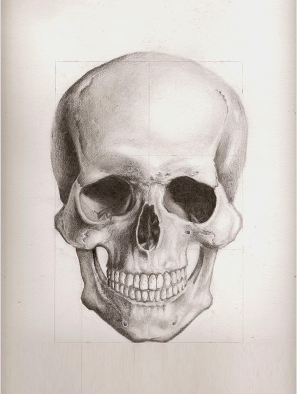 Axolartl's tweet photo. you may also see 3 landmakes, the Temporal Line, The Mastoid Process, and the front ends of the zygomatic bones(check bones)
they act as simple landmarks to measure and more importantly, they are at slightly visible when someone has their skin. https://t.co/WwFhnVBU9y