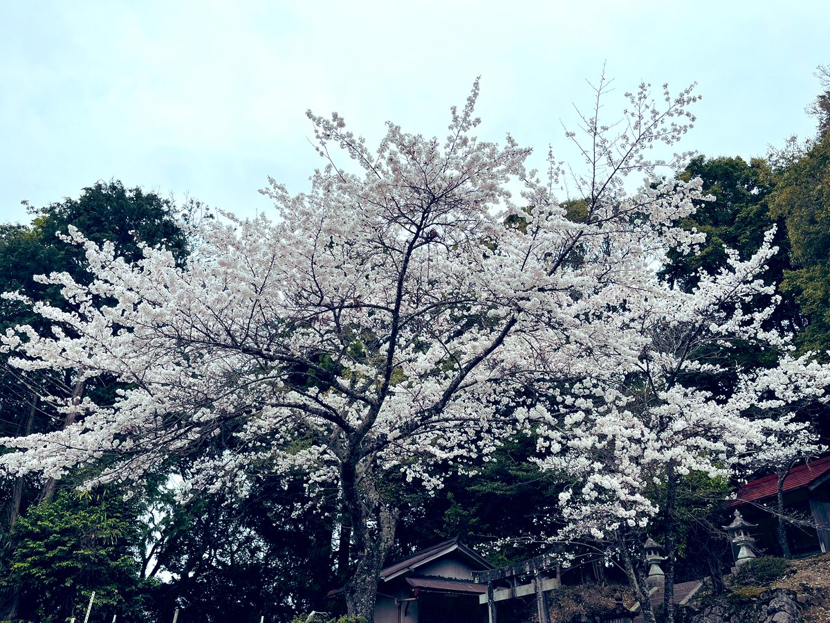 林檎嬢🍎RIN-JOE tweet media