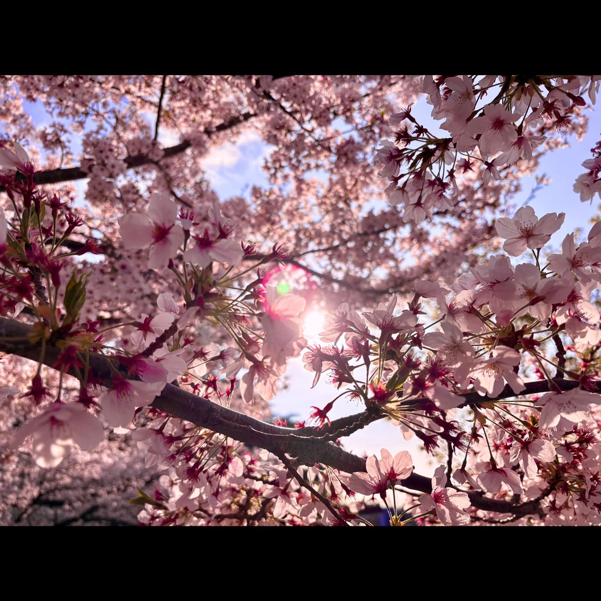 NANO-ナノ-OFFICIAL tweet media