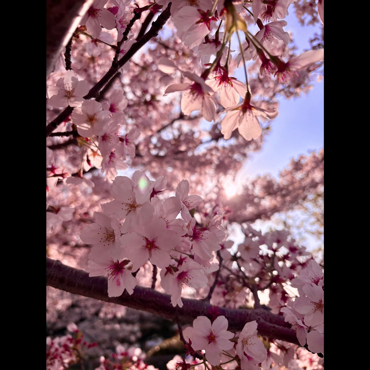 NANO-ナノ-OFFICIAL tweet media