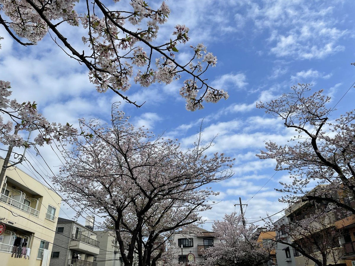 ma46iruna's tweet photo. 仕事終わり花見したらしっかり朝だった🌸

出勤してる人横目に見ながら飲む酒はうまかったです🤤 https://t.co/cATWqqXswp