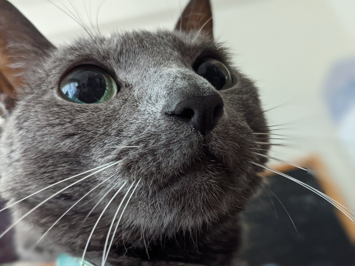 Handrailcat Satchang（さちこ） tweet media