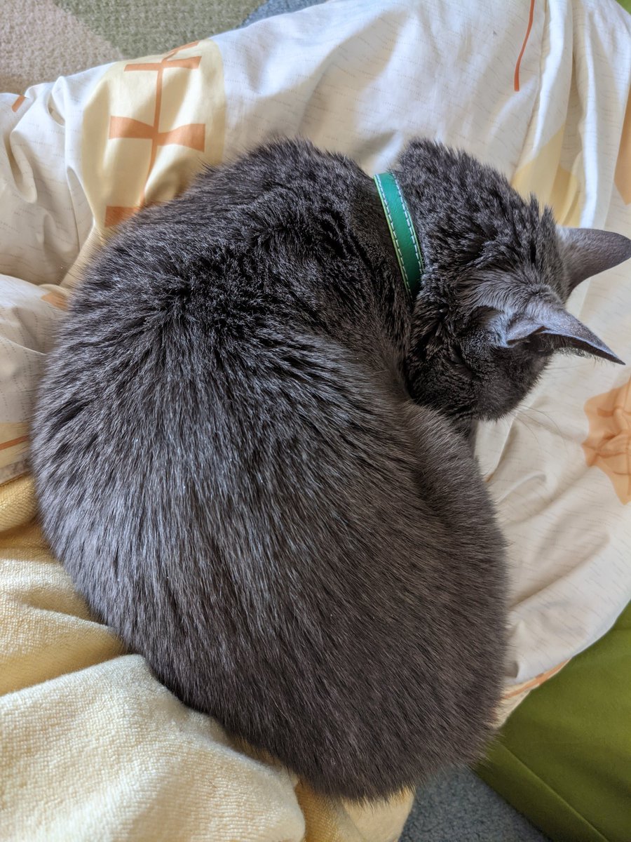 Handrailcat Satchang（さちこ） tweet media