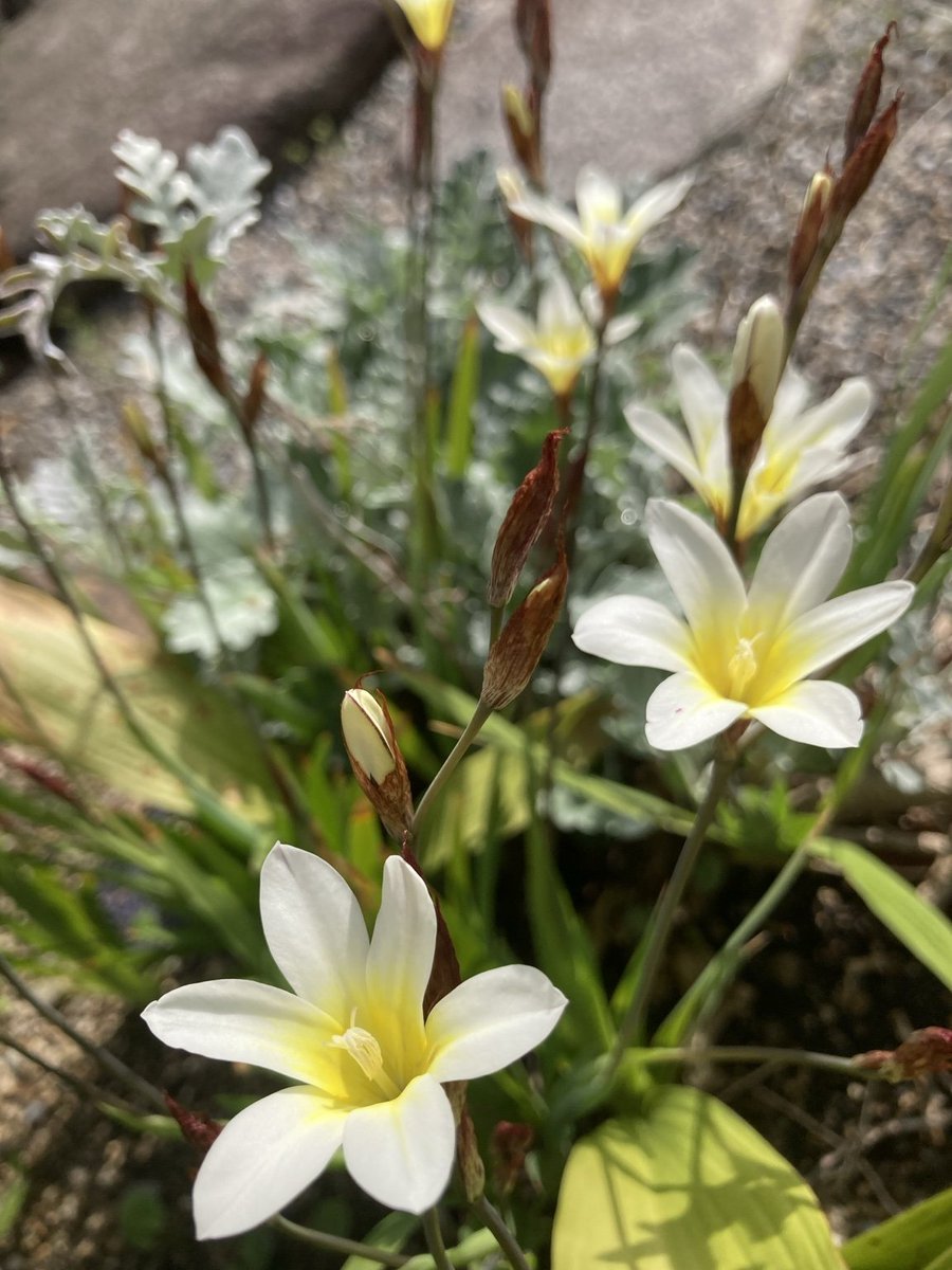 nnI9m9lZWO92038's tweet image. おはようございます😃

スイセンアヤメとポピーも咲きました。 

今日も一日、よろしくお願いします🌿