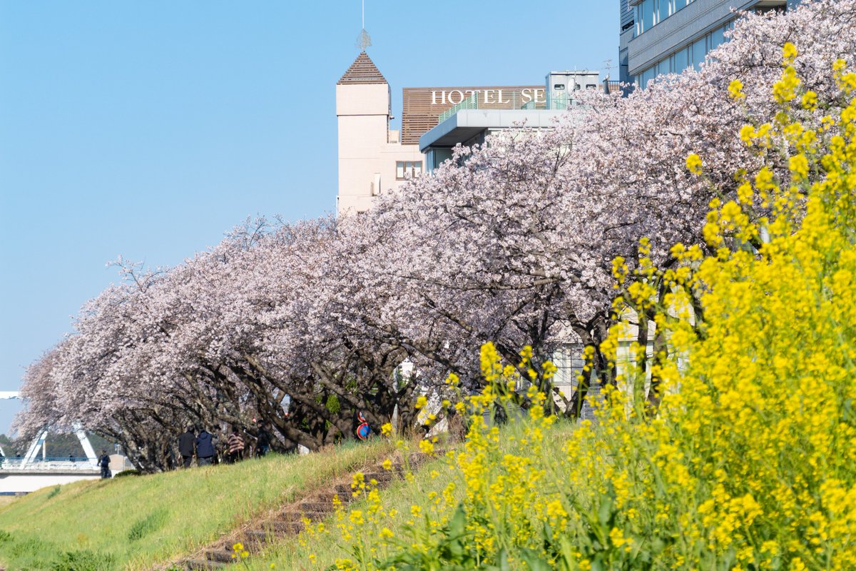 kouhou_mito's tweet photo. 【春爛漫の水戸🌸】
桜が満開になり、色とりどりの花々が咲く水戸のまち🌷
新たな季節を感じながら、ぜひお出かけください✨
※4/3撮影。

📷1・2枚目 桜川🌸
📷3・4枚目 偕楽園四季の原🌸 https://t.co/qh1Ij1f1Li
