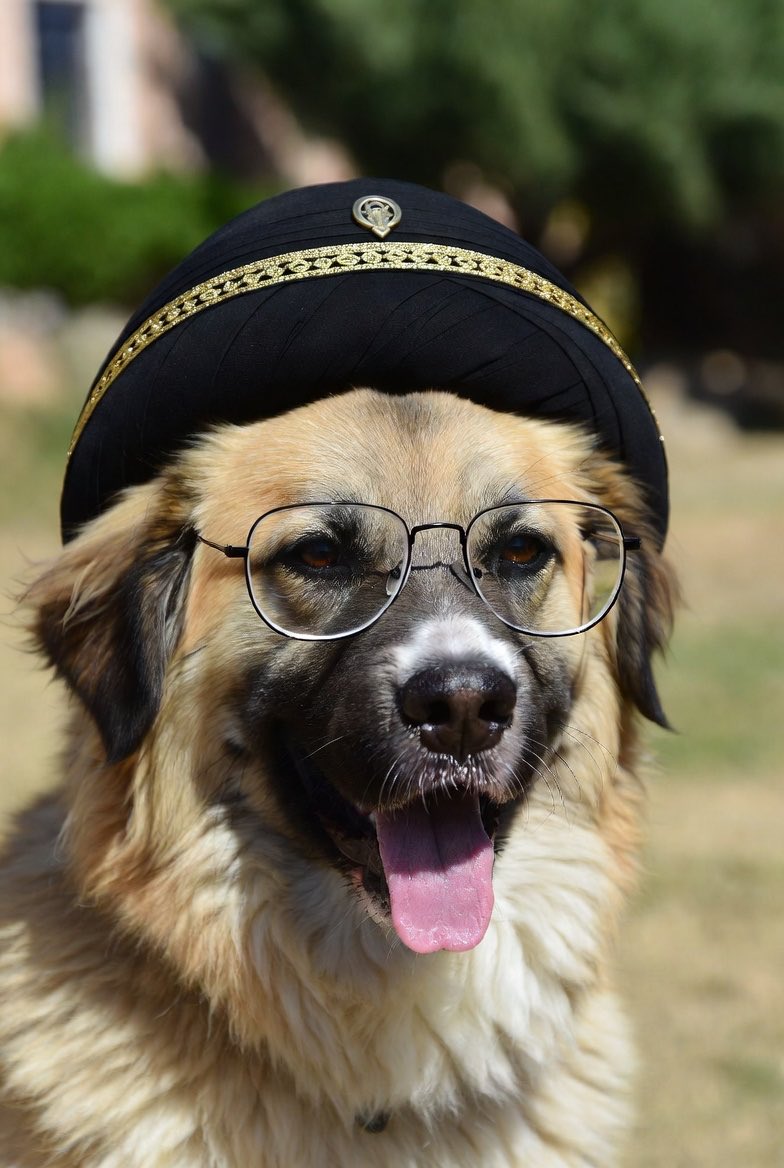 Dad Jokes Animals tweet media