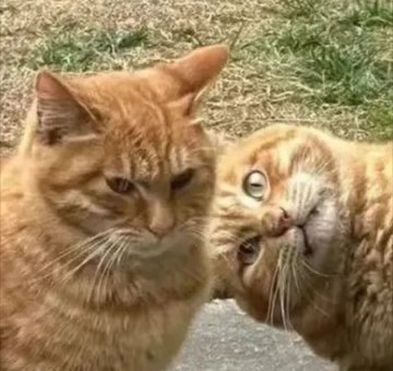 ふにゃめす挨拶アドバイザーデスにゃー子😺🪩 tweet media