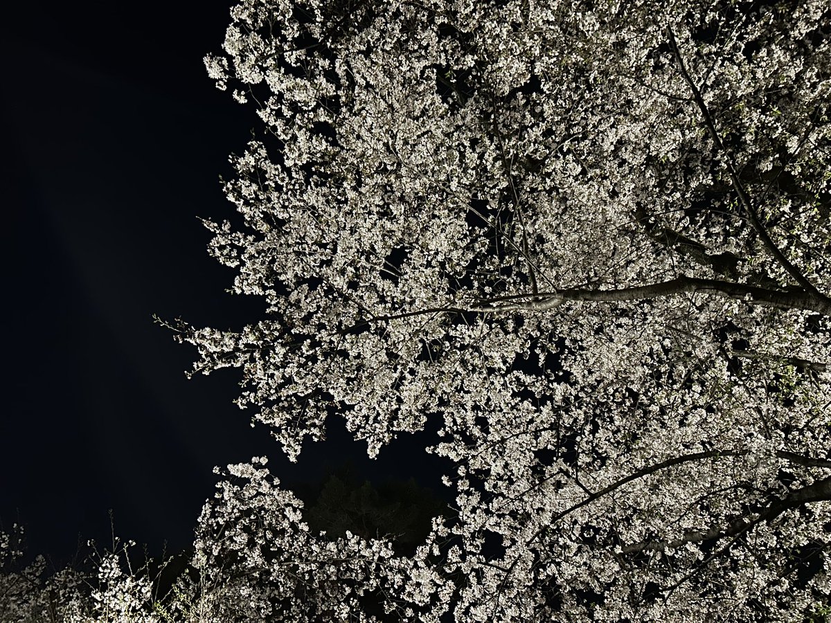 bsearchsnd's tweet photo. おはようございます😪

雨が続いていたので、金曜の夜に急いでお花見に行ってきました🌸
屋台などは終わってましたが、人も少なくゆったりとした時間が過ごせました！

しっかりリフレッシュできたので今週も頑張ります！ https://t.co/qjeZqVOYv1