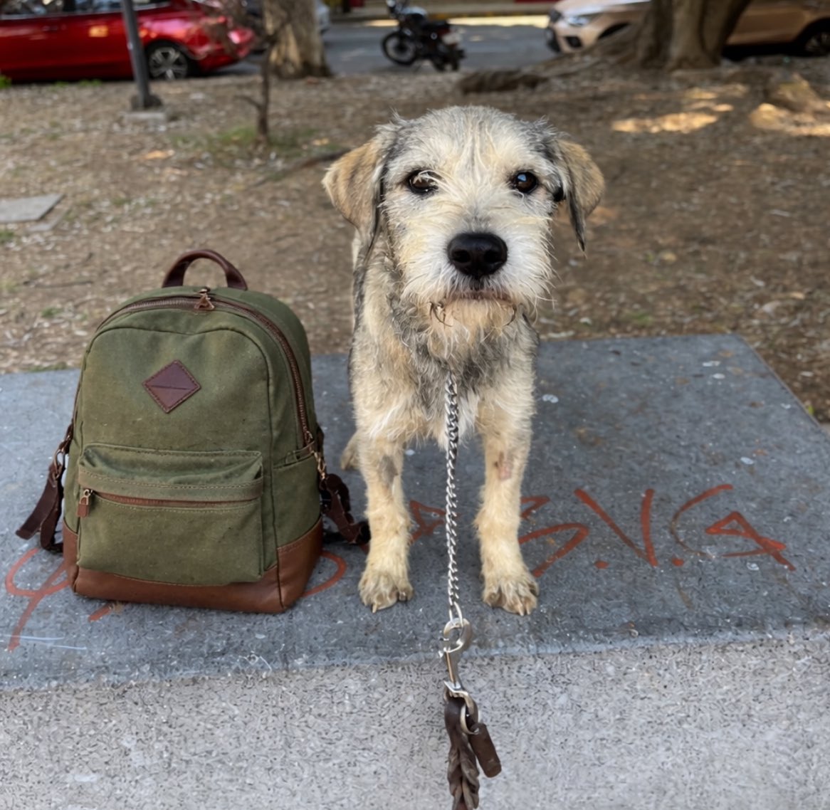 𝙷𝚎𝚕𝚊 𝙼𝚘𝚛𝚎 🐶 tweet media