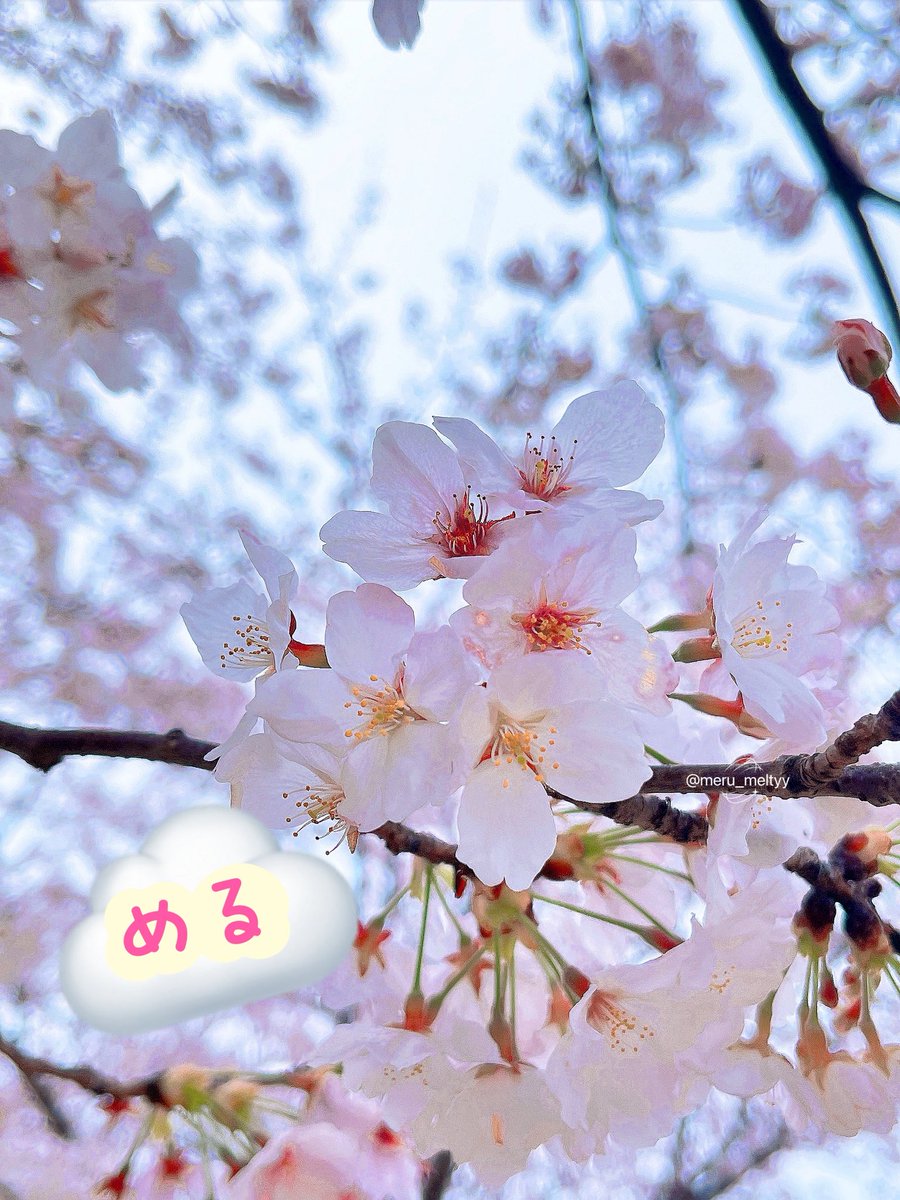 める🐇 tweet media