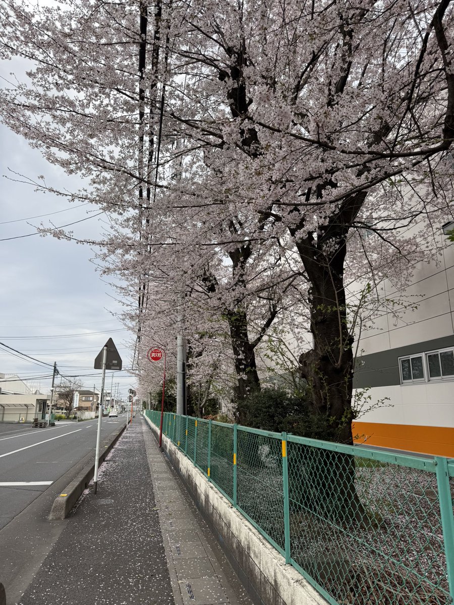 Nikolas1777's tweet photo. 美しい桜の葉が優雅に通りを覆うのを見ながら、朝のイタリアンコーヒーを楽しんでいます。 Enjoying my morning Italian coffee while watching the beautiful Sakura leaves gracefully cover the street. https://t.co/TllkSiy9Fq