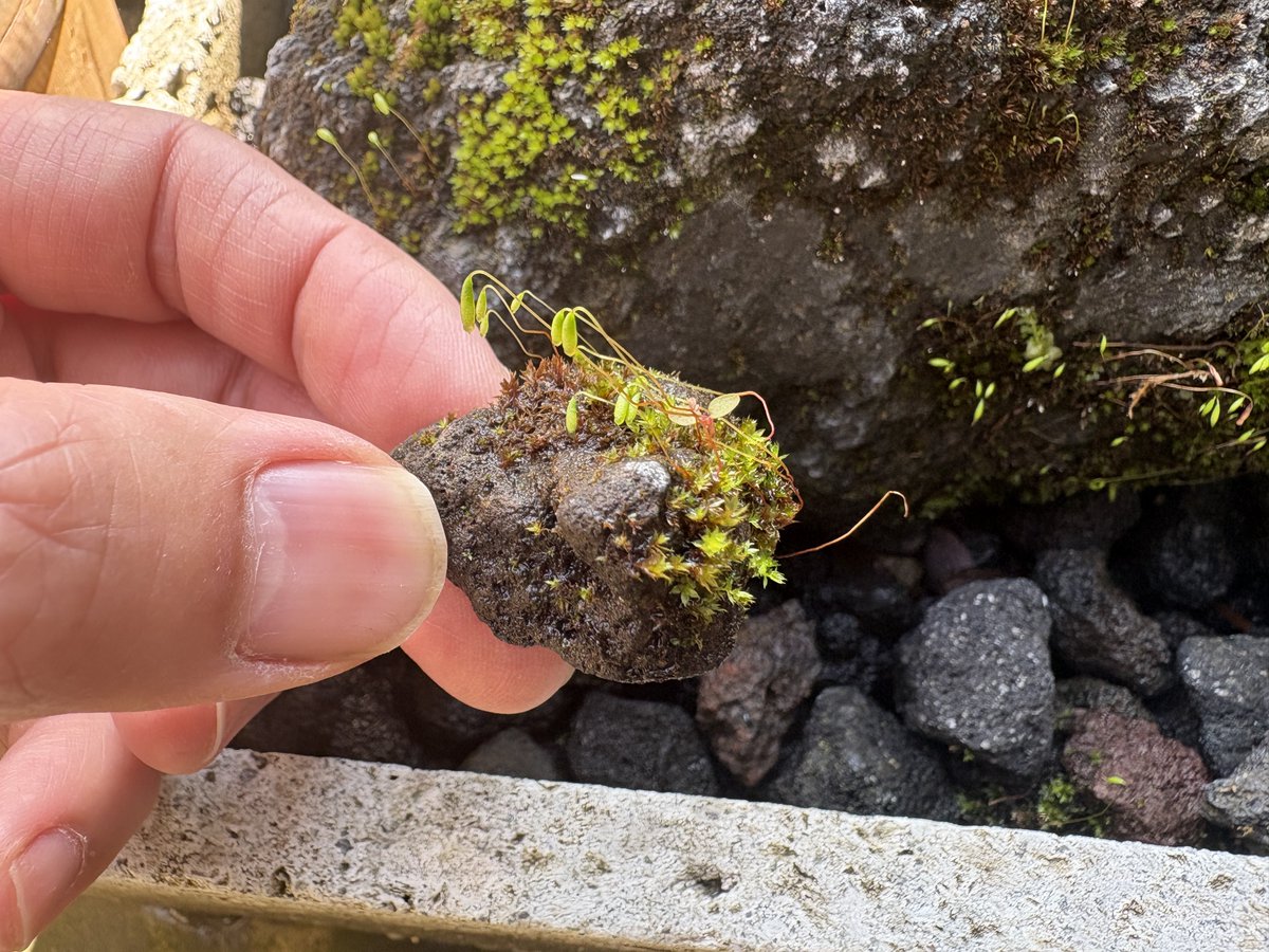 苔のむすまでチャレンジ tweet media