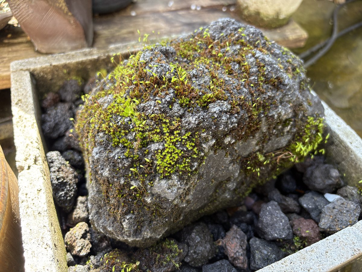 苔のむすまでチャレンジ tweet media