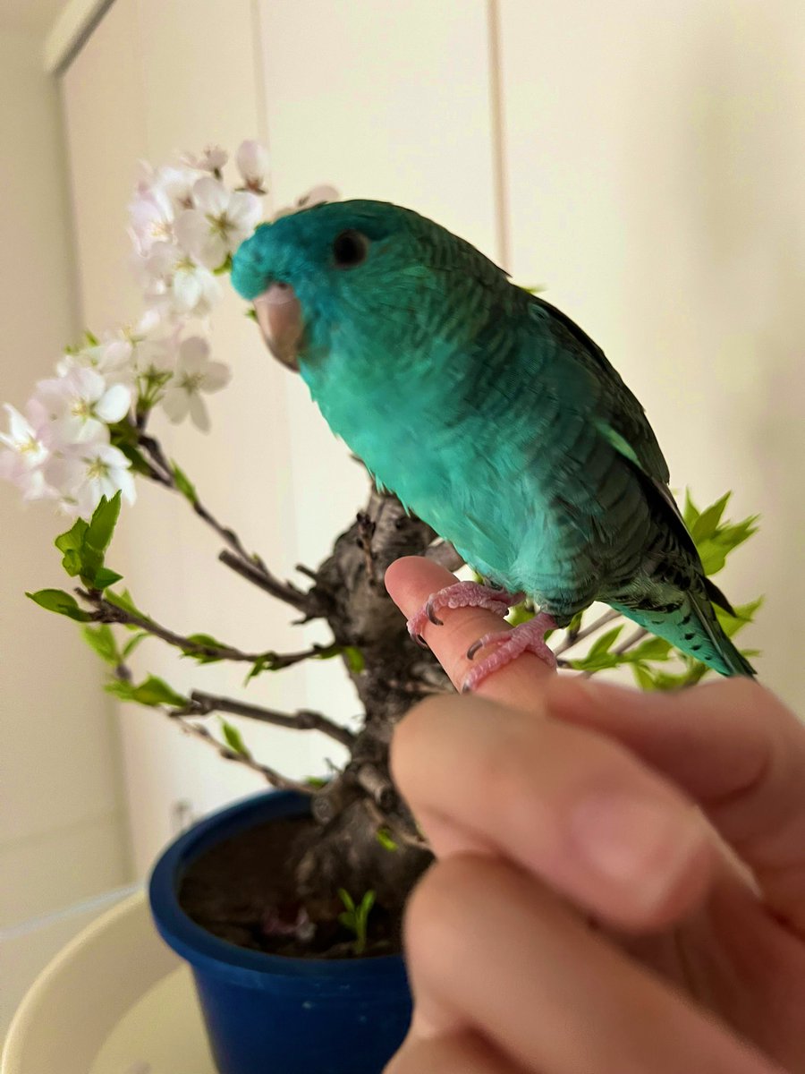 ハレ☀️ tweet media