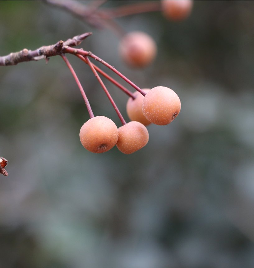 𝗌𝗁𝖾𝗋𝗒𝗅 tweet media