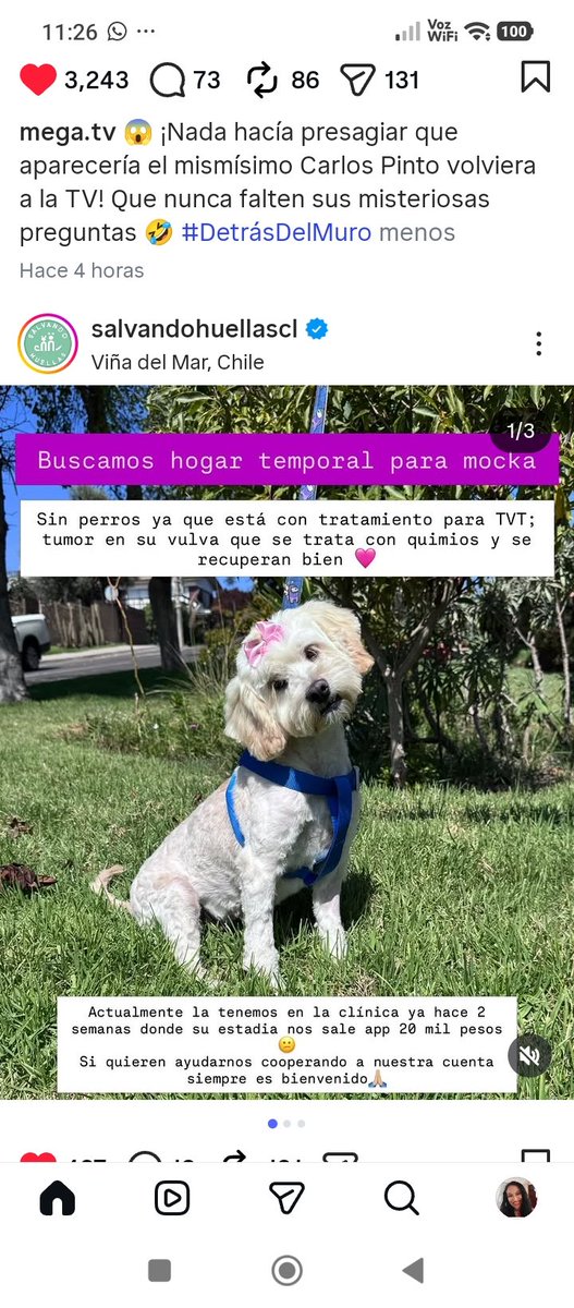 Katherin8782818's tweet photo. @salvandohuellascl #ViñadelMar #HogarTemporal para #Moka está en tratamiento se trata con quimios Rt urgente https://t.co/ubp7aeYG0K