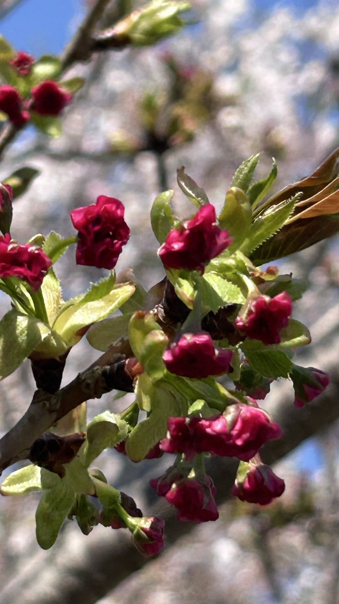 Shige1010 tweet media