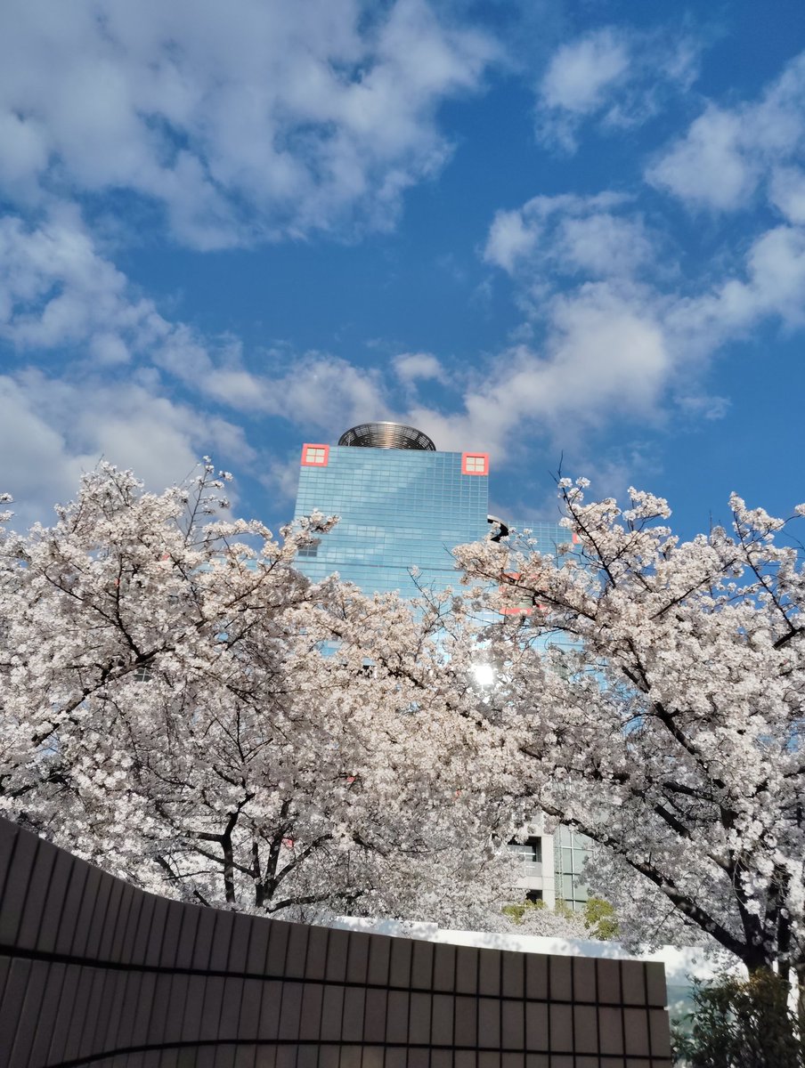 とわ☆ tweet media