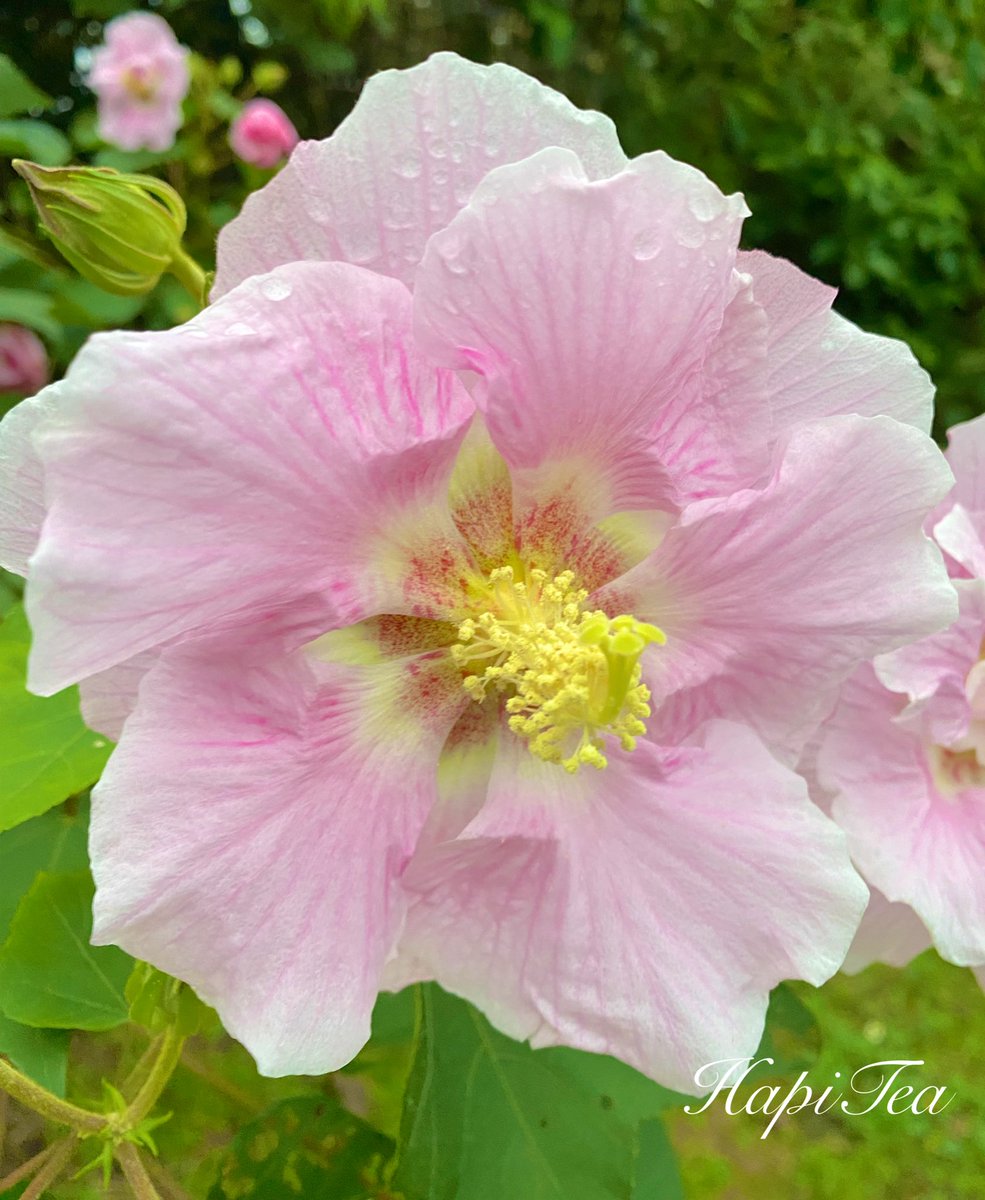 HapiTea(ハピティー) tweet media