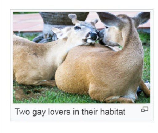 Deer in Places they Shouldn't Be tweet media