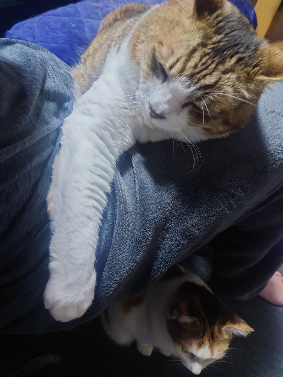 青ちむ tweet media