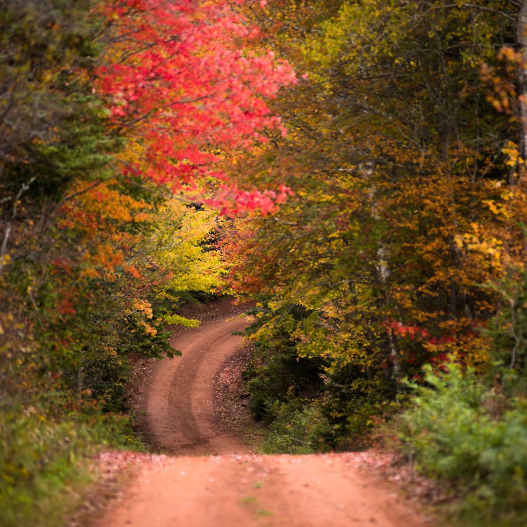 peicapstone2026's tweet photo. Fall hiking trails on the island come alive with vibrant scenery, coastal views, and the perfect escape into nature. 🌳🪾🍂🍃

Come explore the trails, take in the fresh air, and experience PEI’s beauty in autumn 🍁🇨🇦

#PEIHiking
#FallInPEI
#ExplorePEI
#HOST4103 https://t.co/jf7YeQc0f3