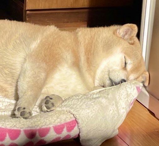 💖柴diary💝 tweet media