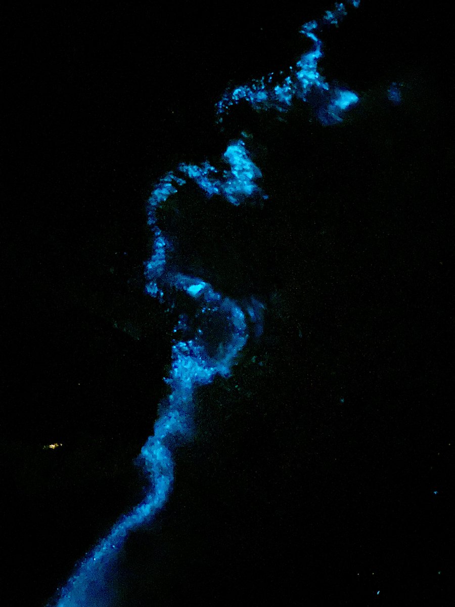 中西 攻"釣り好きシェフ"野菜家さい tweet media