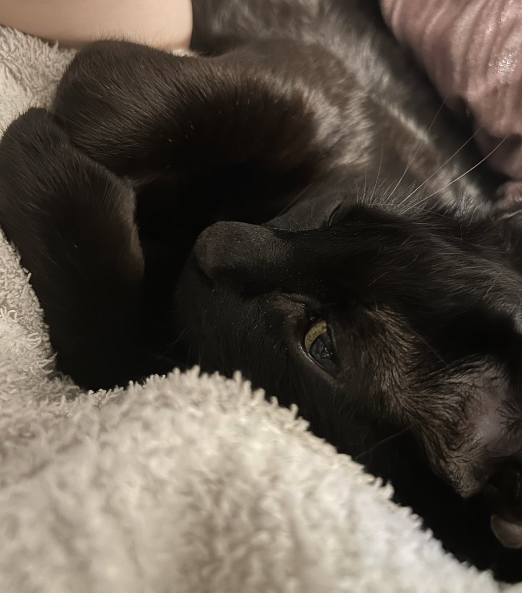 黒猫のリヴァイ tweet media