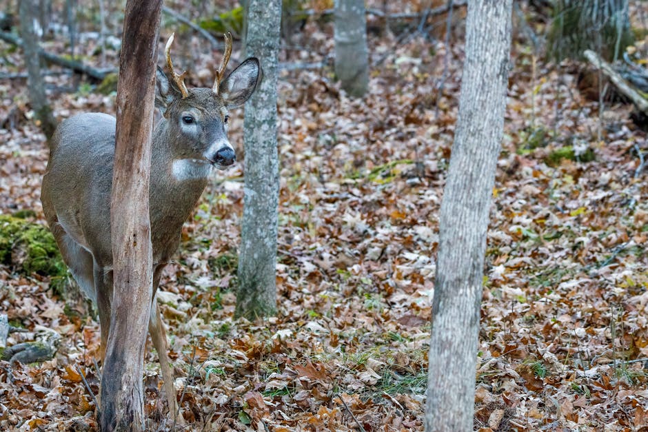 GameDropoff's tweet photo. Old rubs tell you more than where a buck stood. They show where he was going. Rubs on the downhill side of trees mean the buck was traveling uphill toward bedding. A line of rubs on 4-6 inch trees is a mature buck's primary corridor. Set up 20 yards off that line. https://t.co/9e5zyE4Z8B
