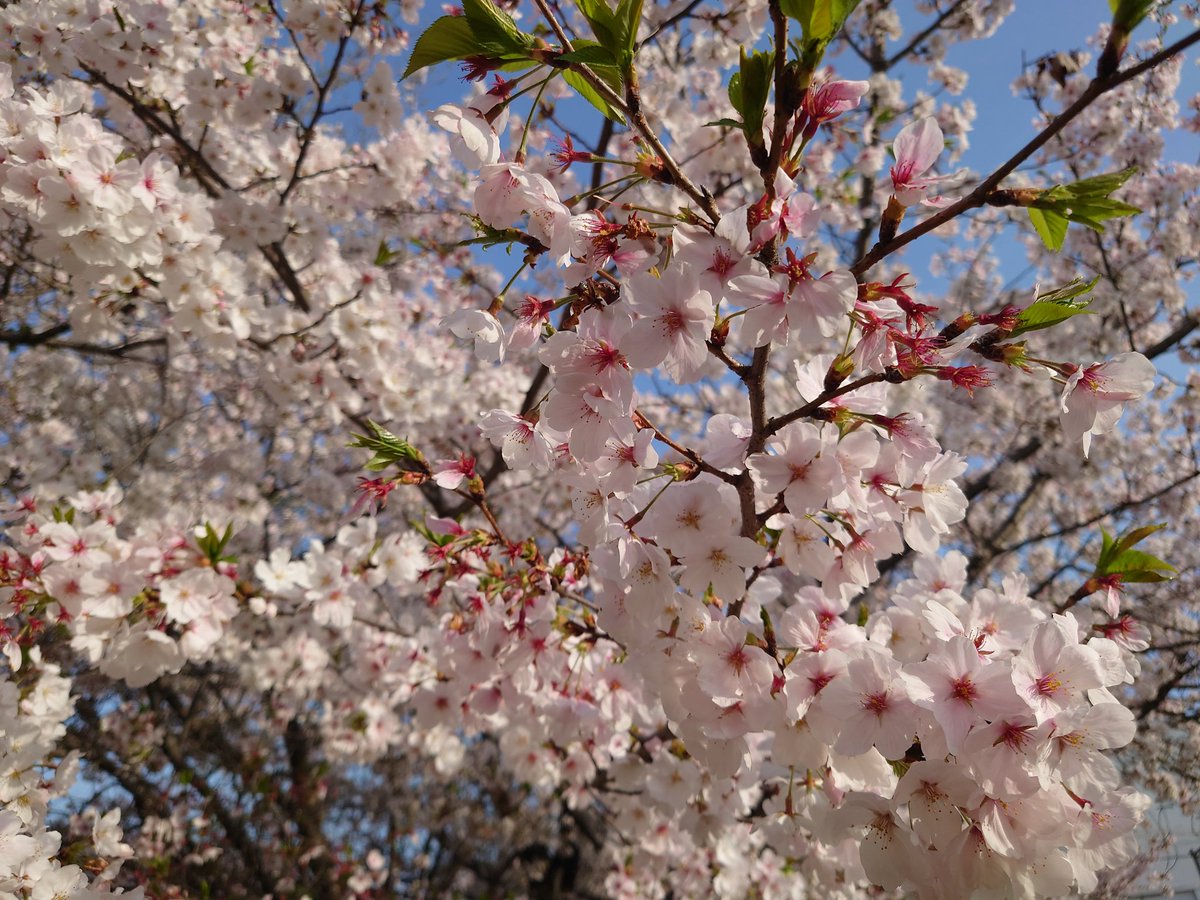 yyinonono's tweet photo. 花の中心が赤くなって来たから明日の雨で散ってしまうかな。また来年たくさん咲かせておくれ。
#桜 #花 https://t.co/Re1TqGaC6c