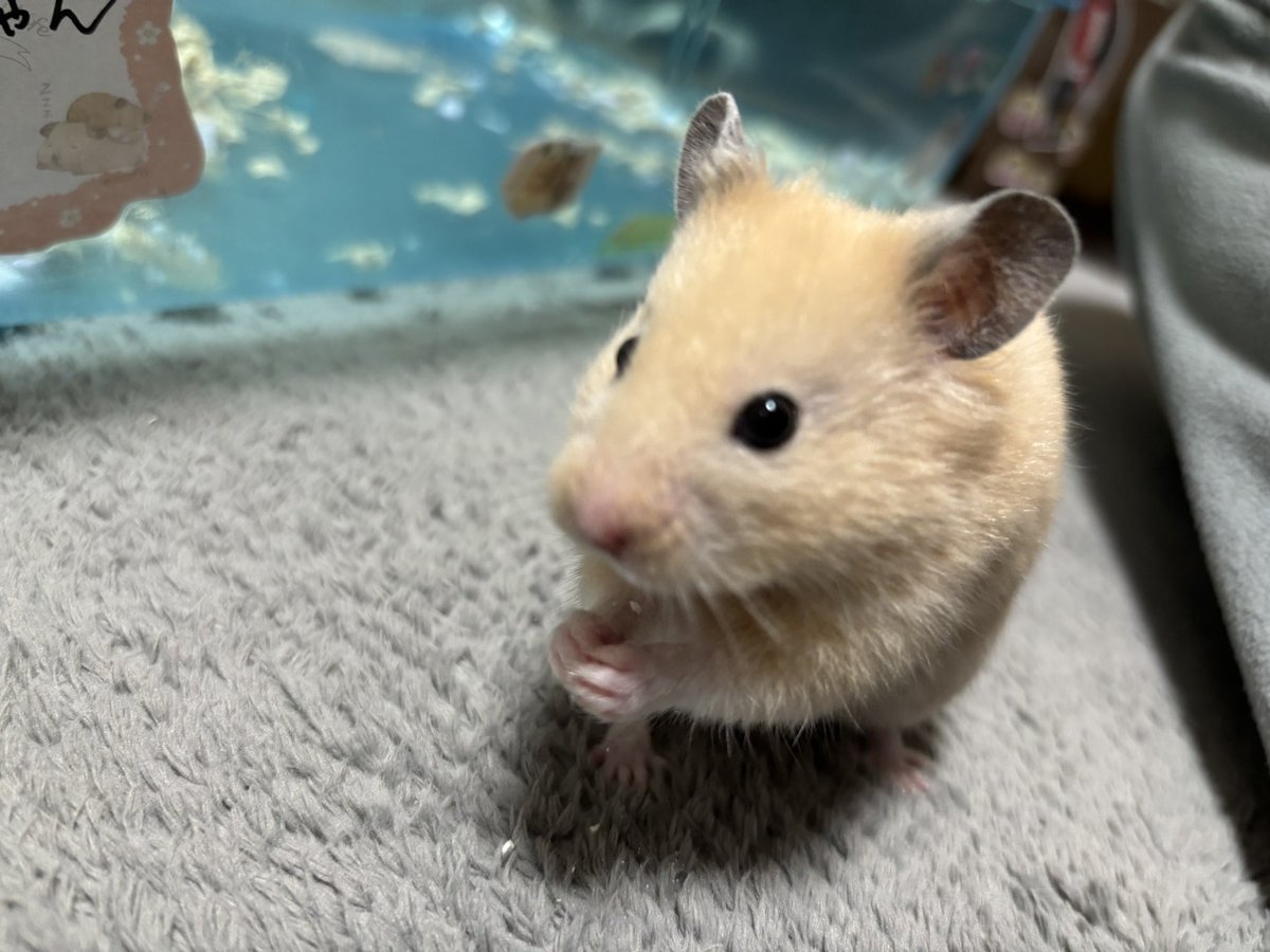 きみちゃん tweet media