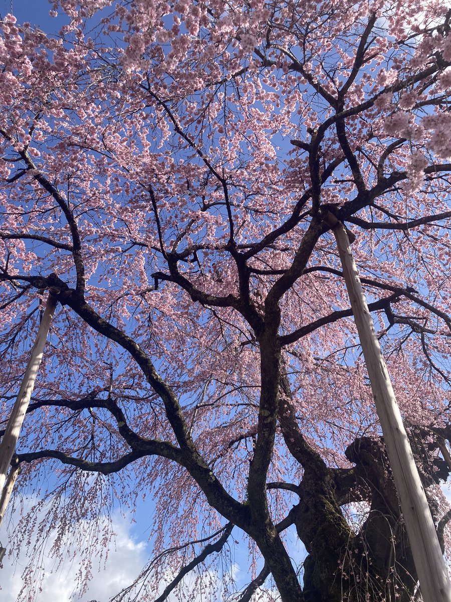 雪のかけら tweet media