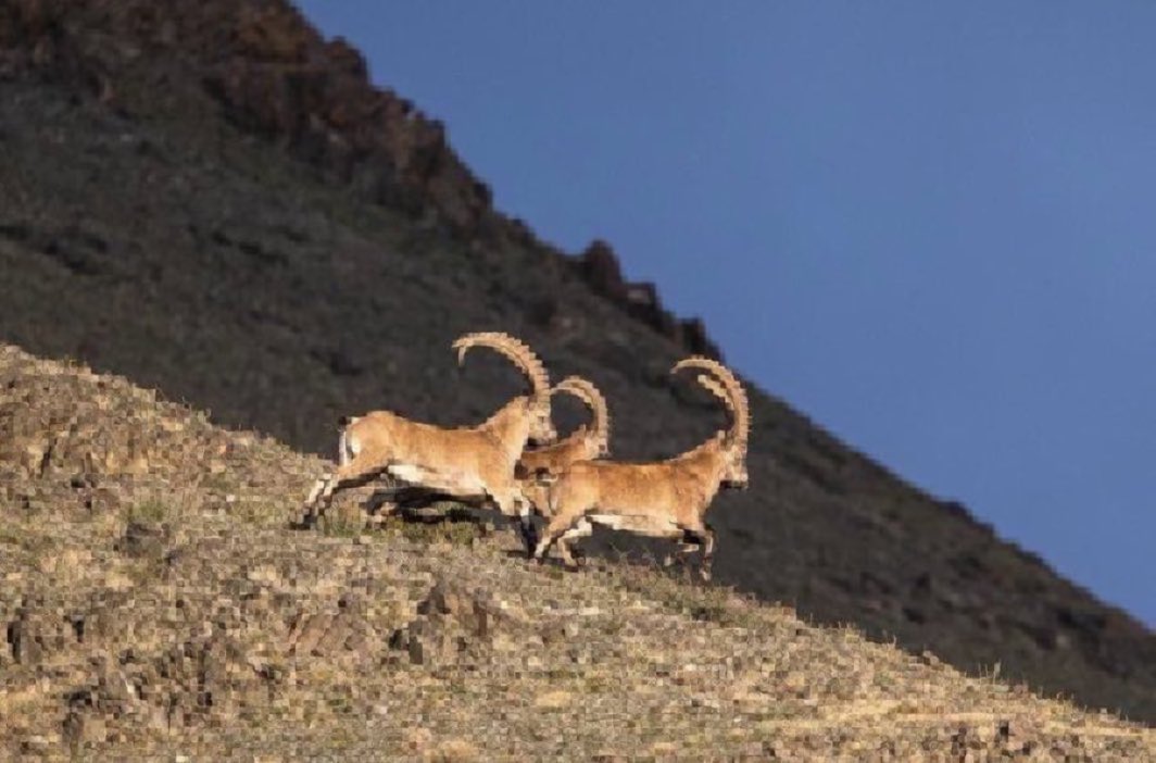 Saikhanjargal tweet media