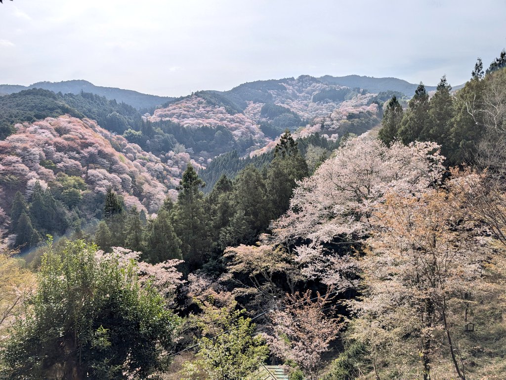 ロシナンテ tweet media