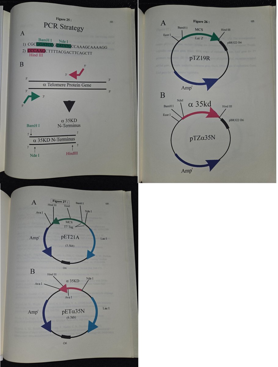 AllicinV ( 大蒜素-V ) - (TM) tweet media