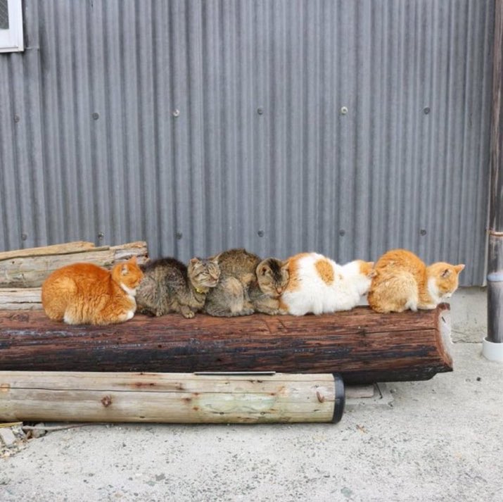 癒される動物 tweet media